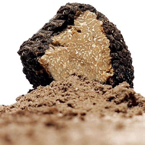 Sabatino Tartufi Black Truffle Seasoning 16 g