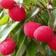 Teptip Lychee in Syrup 565 g Teptip Lychee in Syrup 565 g